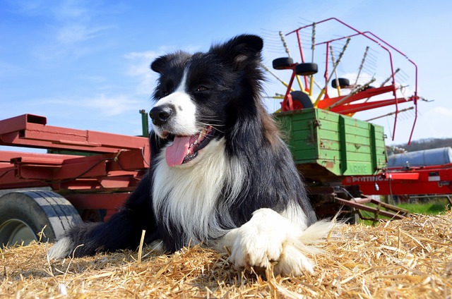 Boder牧羊犬 狗 牧羊犬 - 上的免费照片