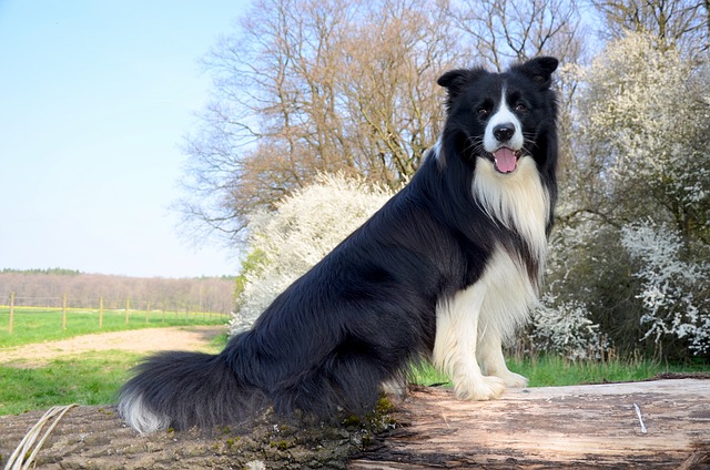 Boder牧羊犬 狗 牧羊犬 - 上的免费照片