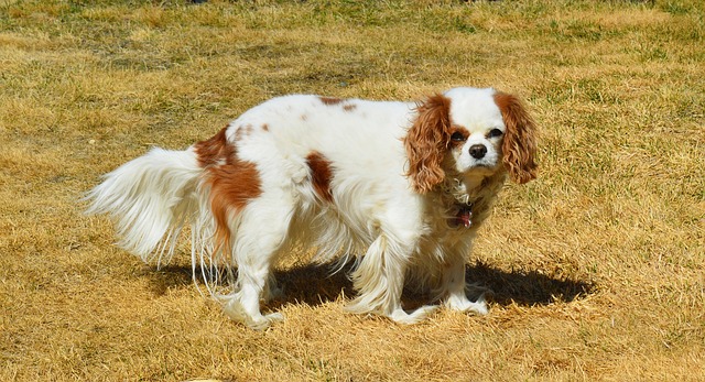 狗 骑士国王查尔斯 西班牙猎犬 - 上的免费照片