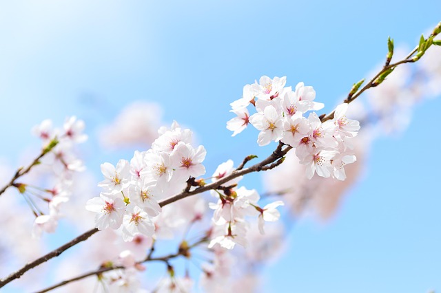 花朵 樱花 春天 - 上的免费照片