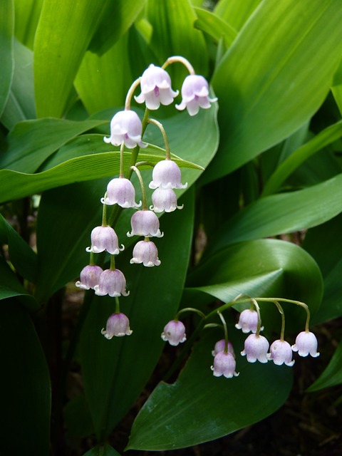 山谷里的百合 花 自然 - 上的免费照片