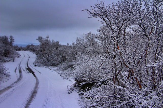 霜 雪花 冰冷的树 - 上的免费照片