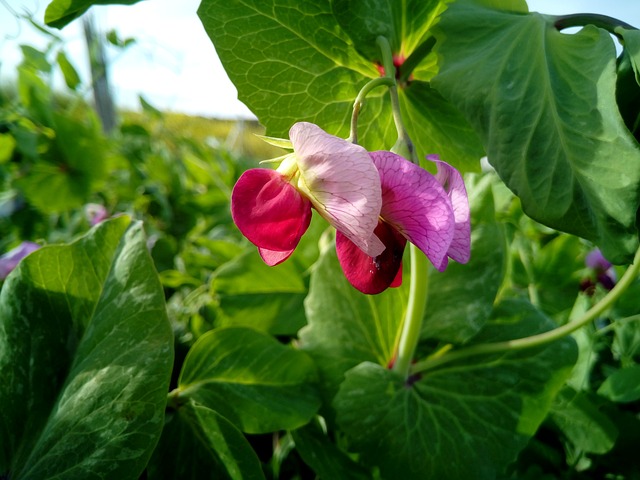 豌豆 Tirabeque 蔬菜 - 上的免费照片