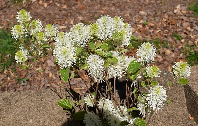 Fothergilla 女巫-阿尔德 野花 - 上的免费照片