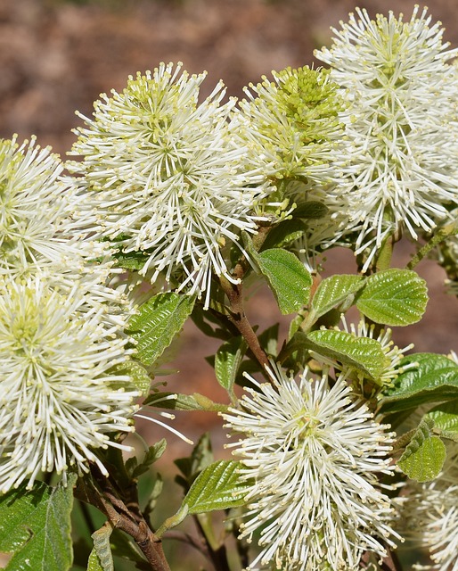 Fothergilla 女巫-阿尔德 野花 - 上的免费照片