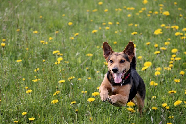 狗 草地上玩 跑步 - 上的免费照片