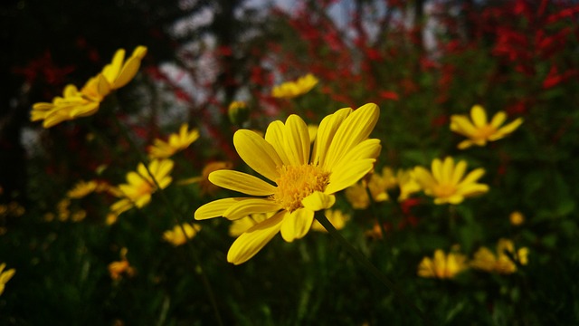 黄金菊 黄色花儿 - 上的免费照片