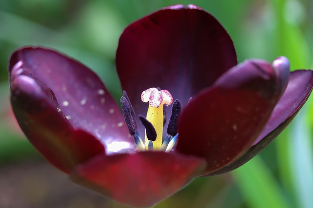 黑色郁金香 开郁金香 雌蕊 生产 Pollinia - 上的免费照片