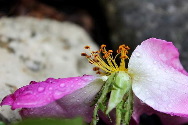 布莱恩 · 花 生产 Pollinia 的兰花 - 上的免费照片