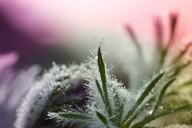 树叶 白蜡花 露珠 - 上的免费照片