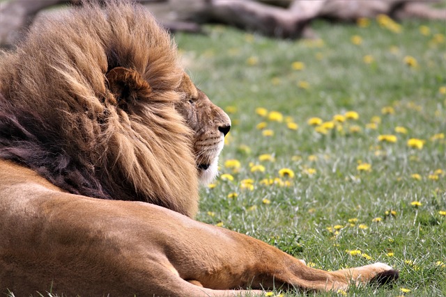 狮子 大猫 野生动物 - 上的免费照片
