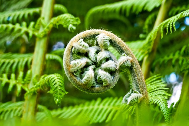 苏铁 蕨类 植物群 - 上的免费照片