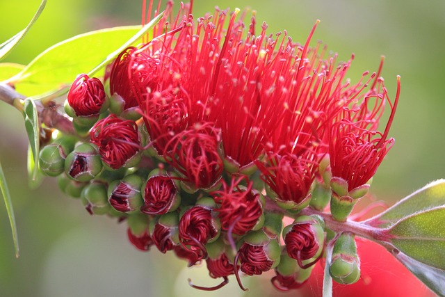 卡利斯特蒙 Bottlebrush 澳大利亚本土植物 - 上的免费照片