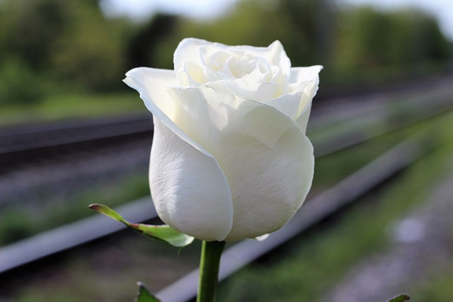 阻止儿童自杀 白玫瑰 铁路 - 上的免费照片