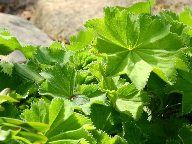 Alchemilla Frauenmantel 叶子 - 上的免费照片