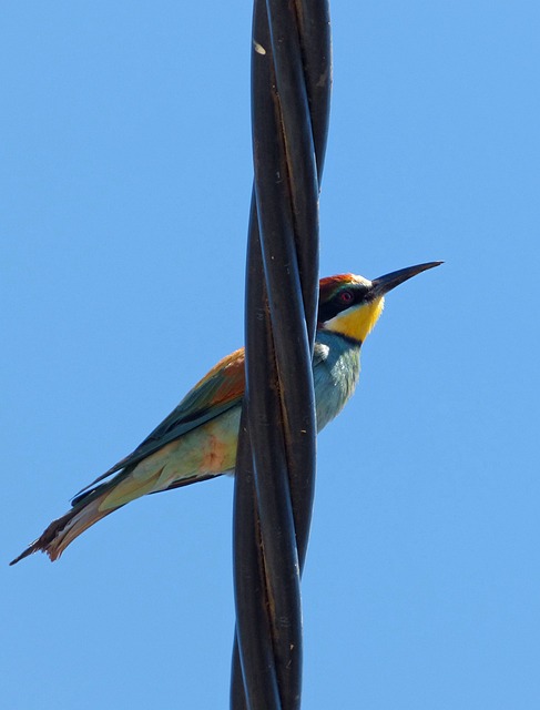 鸟 食蜂鸟 Merops Apiaster - 上的免费照片