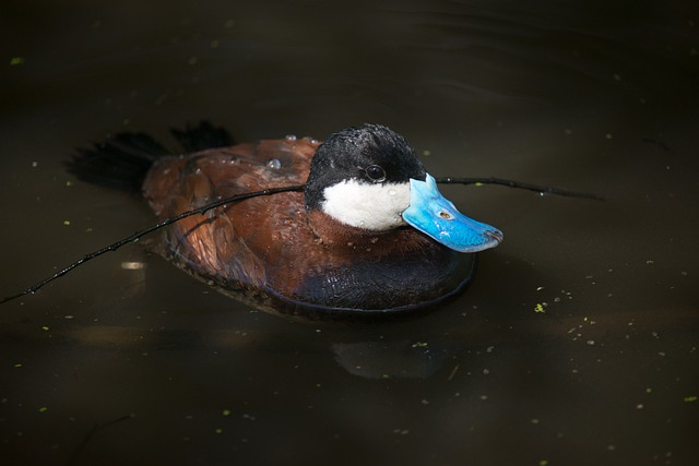 红润Duck 水禽 蓝色的 - 上的免费照片