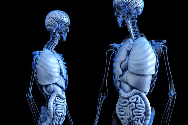 解剖的 解剖学 身体 - 上的免费图片