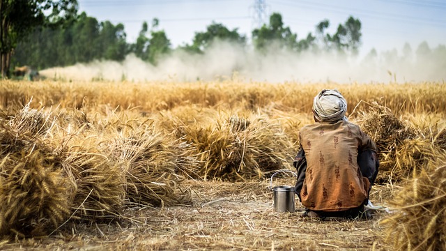农民 小麦 庄稼 - 上的免费照片