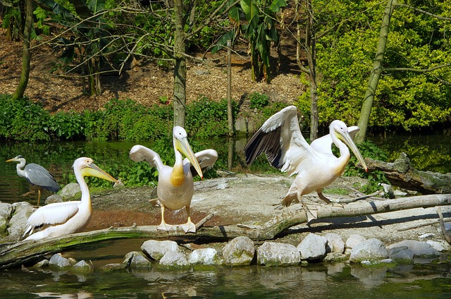 鹈 鸟 白色的 动物园De - 上的免费照片