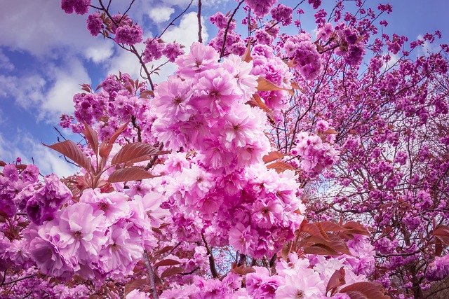 日本樱桃 开花 粉色的 - 上的免费照片