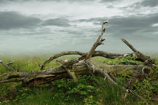 死树 死的 衰变 - 上的免费照片