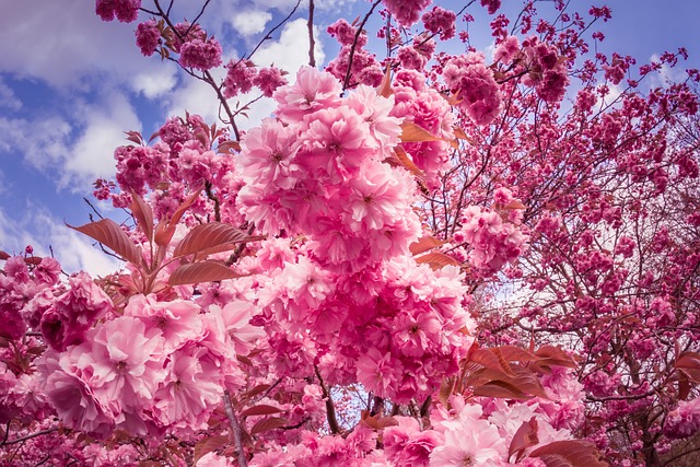 日本樱桃 开花 粉色的 - 上的免费照片