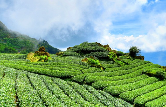 茶 山坡 天空 - 上的免费照片