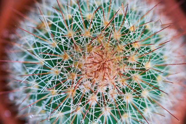 仙人掌 草本植物 花园 - 上的免费照片