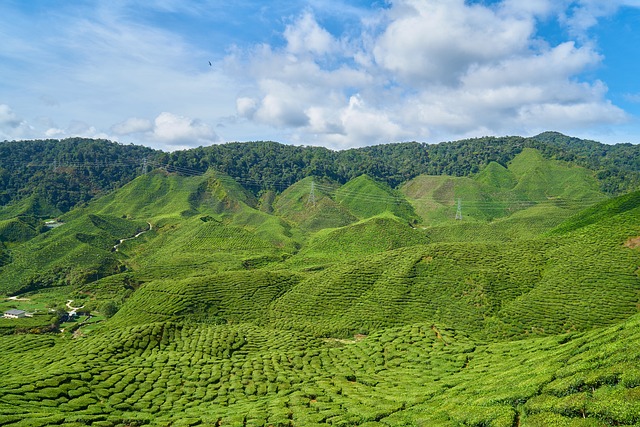 茶 草本植物 绿色 - 上的免费照片