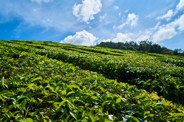 茶 草本植物 绿色 - 上的免费照片