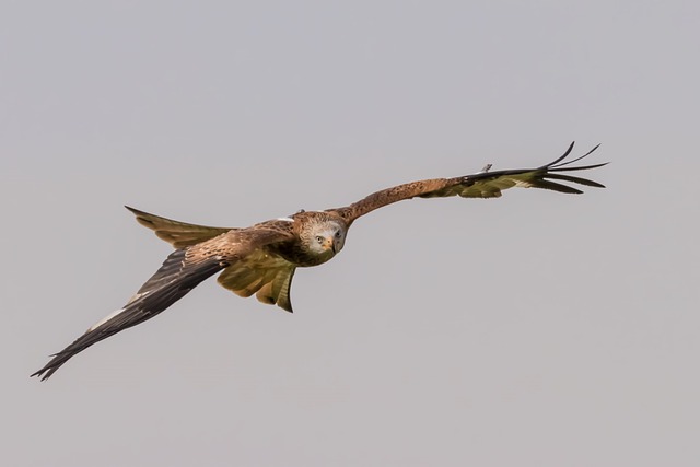 红尾风筝 鸟 野生动物 - 上的免费照片