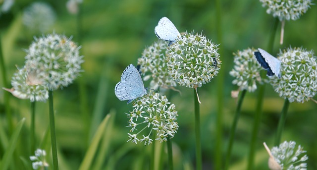 Butterfly Flower - 上的免费照片