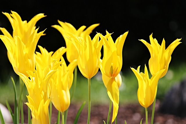 郁金香 黄色 开花 - 上的免费照片