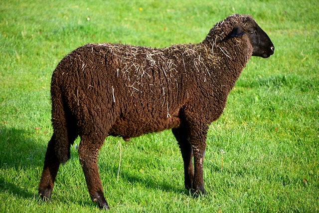 羊 害群之马 动物 - 上的免费照片