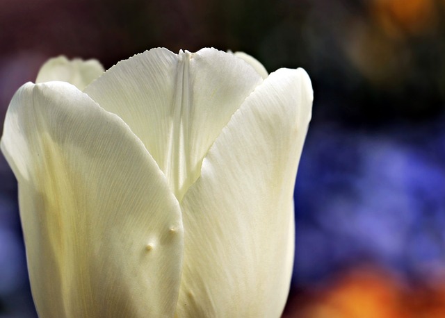 郁金香 花 开花 - 上的免费照片
