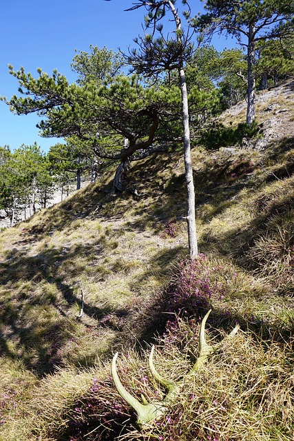 阿尔卑斯山 自然心情 黑松林 - 上的免费照片