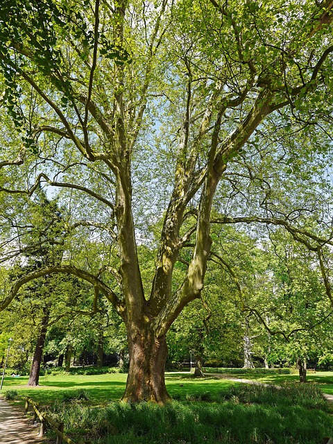枫树 两百年 强大的 - 上的免费照片