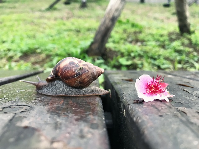 蝸牛 櫻花 - 上的免费照片