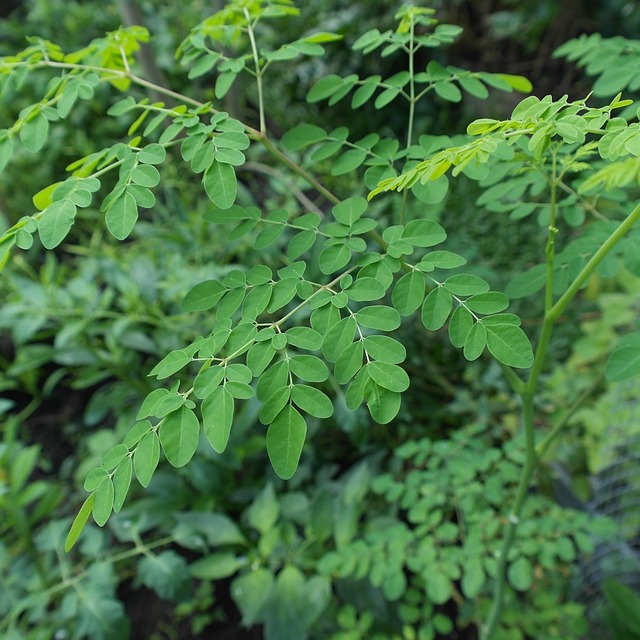 植物 辣木 超级食物 - 上的免费照片