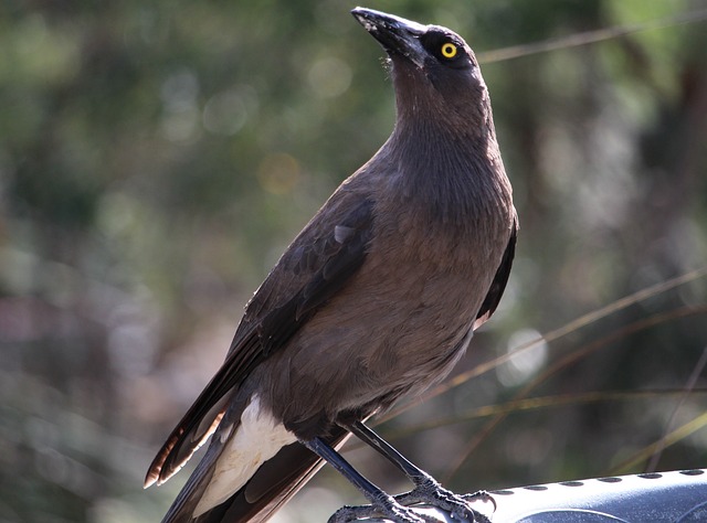 库拉翁 灰色Currawong 澳大利亚鸟 - 上的免费照片