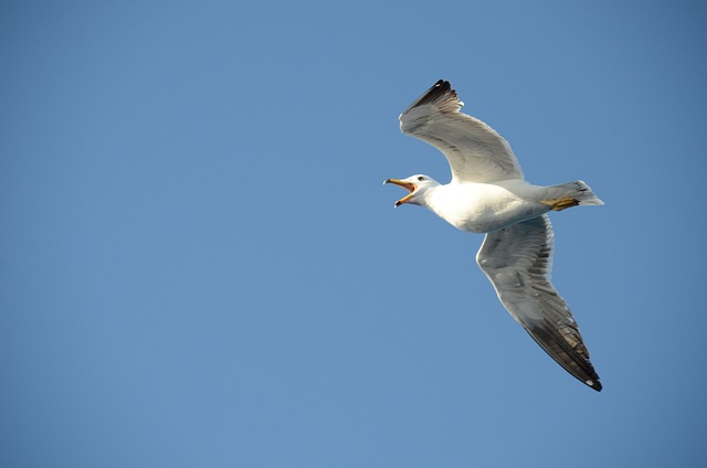 海鸥 鸟 喙 - 上的免费照片