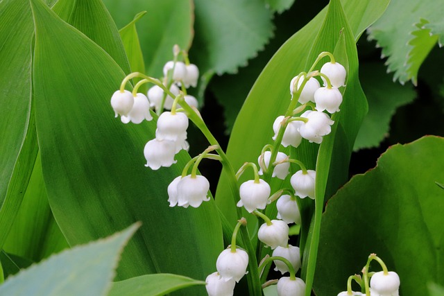 山谷里的百合 花 春天 - 上的免费照片