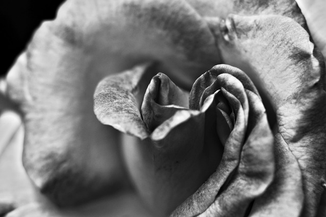 黑，白 玫瑰 花 - 上的免费照片