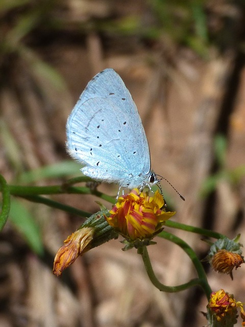 蓝蝴蝶 Celastrina Argiolus Náyade - 上的免费照片