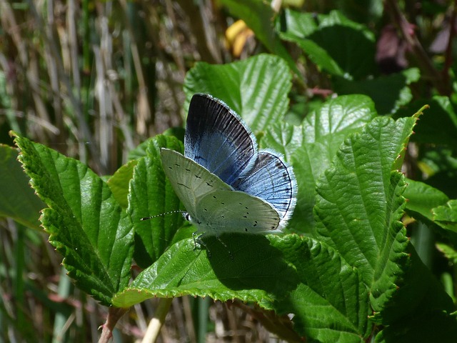 蓝蝴蝶 Celastrina Argiolus Náyade - 上的免费照片