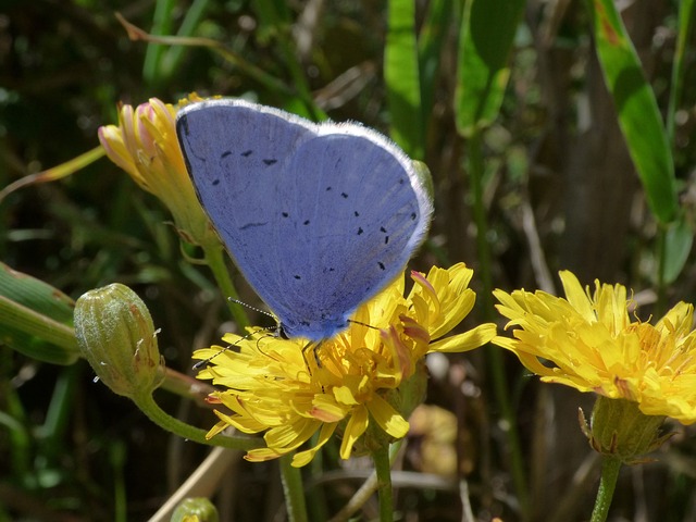 蓝蝴蝶 Celastrina Argiolus Náyade - 上的免费照片