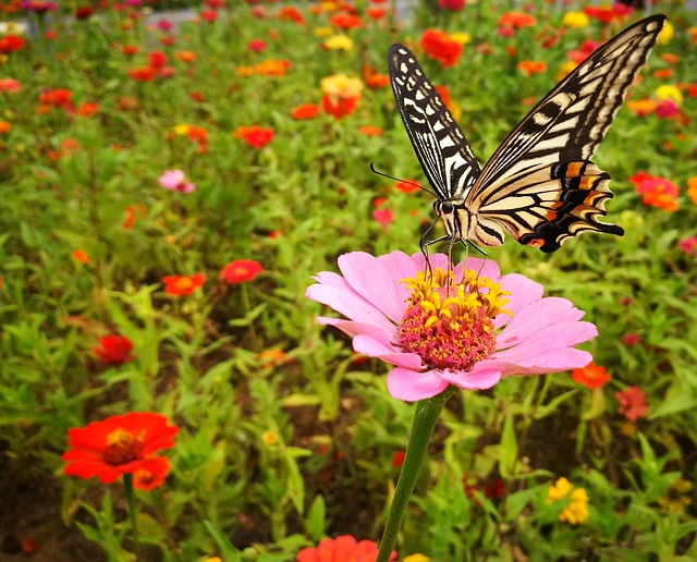 Butterfly Flower - 上的免费照片
