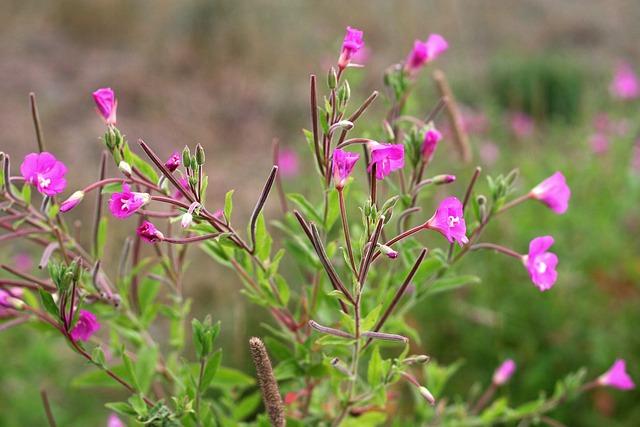 Epilobium 花 草地 - 上的免费照片