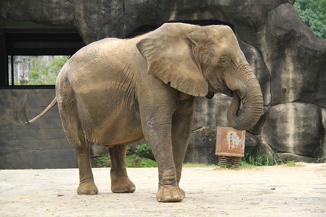 象 動物園 大耳朵 - 上的免费照片